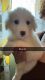 Great Pyrenees Puppies for sale in Springfield, MA, USA. price: NA