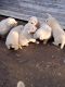 Great Pyrenees Puppies for sale in Gun Barrel City, TX, USA. price: NA