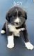 Great Pyrenees Puppies for sale in Texarkana, AR 71854, USA. price: NA
