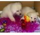 Great Pyrenees Puppies for sale in 144 Wallace Rd, Hankamer, TX 77560, USA. price: NA