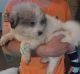 Great Pyrenees Puppies for sale in Lakeville, MI 48367, USA. price: $800