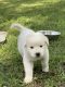 Great Pyrenees Puppies for sale in Willis, TX, USA. price: NA
