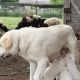 Great Pyrenees Puppies for sale in Alvarado, TX 76009, USA. price: NA