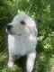 Great Pyrenees Puppies for sale in 1560 E Southlake Blvd, Southlake, TX 76092, USA. price: NA