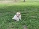 Great Pyrenees Puppies for sale in Wichita, KS, USA. price: $300