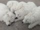 Great Pyrenees Puppies for sale in Laporte, CO, USA. price: NA