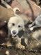 Great Pyrenees Puppies for sale in Garland, TX, USA. price: NA