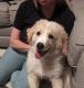 Great Pyrenees Puppies for sale in Dallas-Fort Worth Metropolitan Area, TX, USA. price: NA