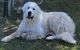 Great Pyrenees Puppies for sale in Lewisville, IN 47352, USA. price: NA