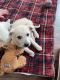 Great Pyrenees Puppies for sale in New Baltimore, MI 48047, USA. price: $55