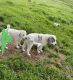 Great Pyrenees Puppies for sale in Riddle, OR 97469, USA. price: NA