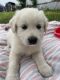 Great Pyrenees Puppies for sale in Springtown, TX 76082, USA. price: NA