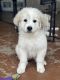 Great Pyrenees Puppies for sale in Taylor, TX, USA. price: NA