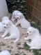 Great Pyrenees Puppies for sale in Pueblo, CO, USA. price: $500