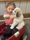 Great Pyrenees Puppies for sale in Elbert, CO 80106, USA. price: $200