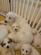 Great Pyrenees Puppies for sale in Southern Precinct, IL, USA. price: $500