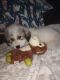 Great Pyrenees Puppies for sale in Tucson, AZ, USA. price: $300