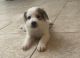 Great Pyrenees Puppies for sale in Goodyear, AZ, USA. price: $125