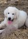 Great Pyrenees Puppies for sale in Prescott, AZ, USA. price: $600