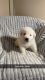 Great Pyrenees Puppies for sale in Bellevue, NE, USA. price: $600
