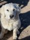 Great Pyrenees Puppies for sale in Portal, AZ 85632, USA. price: $500