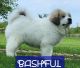 Great Pyrenees Puppies for sale in Tampico, IL 61283, USA. price: $400