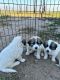 Great Pyrenees Puppies for sale in Grand Island, NE, USA. price: $500