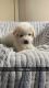 Great Pyrenees Puppies for sale in Bellevue, NE, USA. price: $150