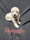 Great Pyrenees Puppies for sale in 18897 Merriman Rd, Romulus, MI 48174, USA. price: $600