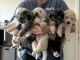 Great Pyrenees Puppies for sale in Valley Center, KS, USA. price: $400