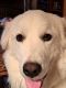 Great Pyrenees Puppies for sale in Vacaville, CA, USA. price: $450
