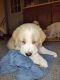 Great Pyrenees Puppies for sale in Bellevue, MI 49021, USA. price: $350