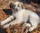 Great Pyrenees Puppies for sale in Harrison, AR 72601, USA. price: $250