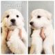 Great Pyrenees Puppies for sale in Amarillo, Texas. price: $400