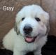 Great Pyrenees Puppies for sale in Kokomo, IN, USA. price: $1,200