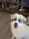 Great Pyrenees Puppies for sale in Cumberland, Maryland. price: $300