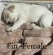 Great Pyrenees Puppies for sale in Channahon, Illinois. price: $500