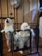 Great Pyrenees Puppies for sale in Fountain, Colorado. price: $500