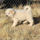 Great Pyrenees Puppies for sale in Kingman, Arizona. price: $250