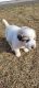 Great Pyrenees Puppies for sale in Mondovi, Wisconsin. price: $625