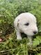 Great Pyrenees Puppies for sale in Dallas, Texas. price: $650