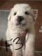 Great Pyrenees Puppies for sale in Lexington, South Carolina. price: $450