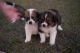 Great Pyrenees Puppies for sale in Pelion, South Carolina. price: $200