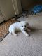 Great Pyrenees Puppies for sale in Lexington, North Carolina. price: $350
