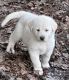 Great Pyrenees Puppies for sale in Houston, MS 38851, USA. price: $50