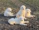 Great Pyrenees Puppies for sale in Alliance, Ohio. price: $200
