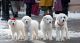 Great Pyrenees Puppies for sale in Boise, ID, USA. price: $500