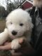 Great Pyrenees Puppies for sale in Washington, DC, USA. price: $700