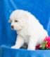 Great Pyrenees Puppies for sale in Nevada St, Newark, NJ 07102, USA. price: NA
