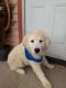 Great Pyrenees Puppies for sale in Portland, OR, USA. price: NA